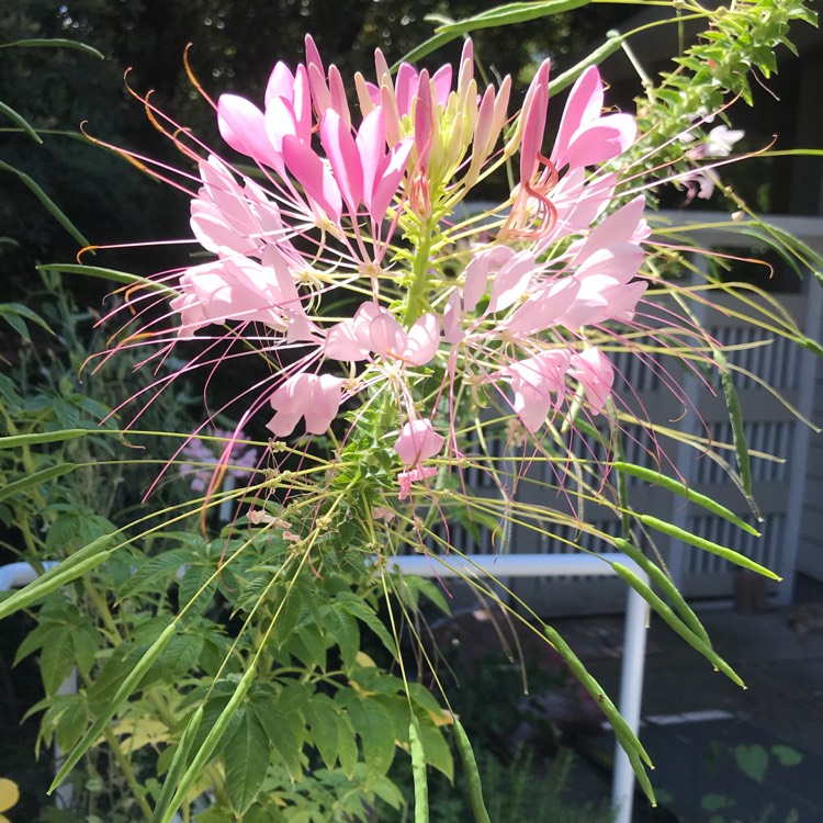 plant image 828433