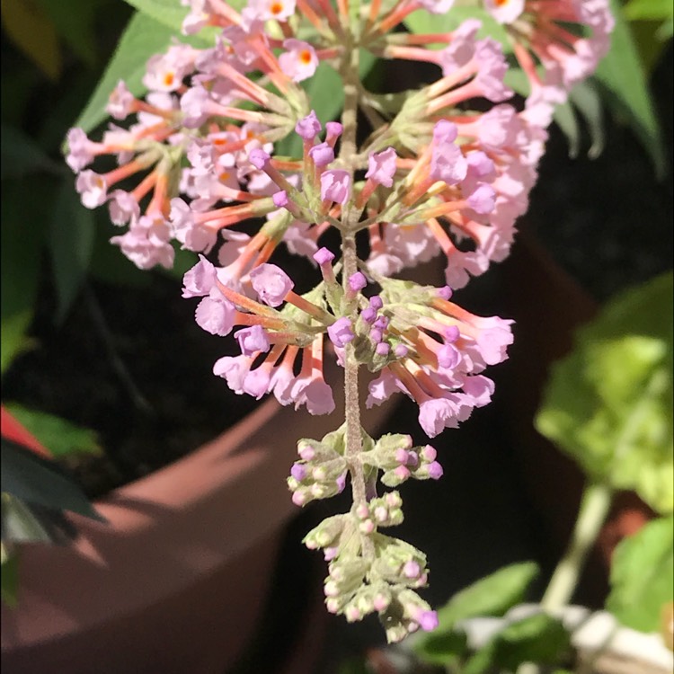 plant image 828439 plant image 828439