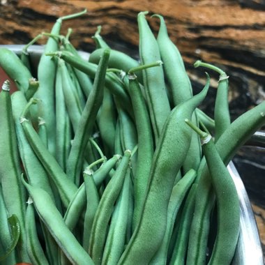 Phaseolus vulgaris