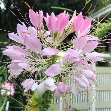 Cleome hassleriana 'Rose Queen'