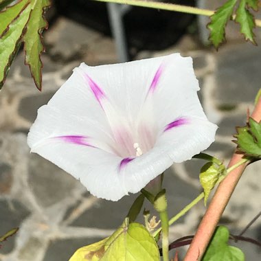 Ipomoea purpurea 'Milky Way'
