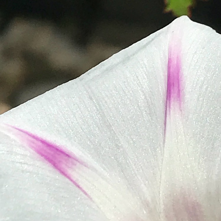 plant image 845319