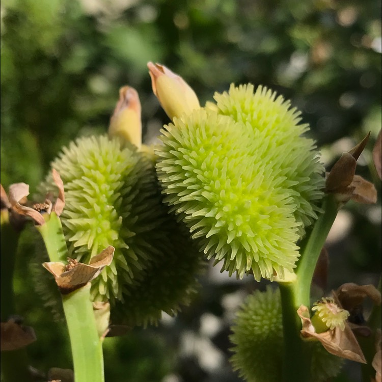 plant image 848915 plant image 848915