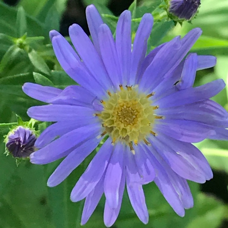 plant image 848923
