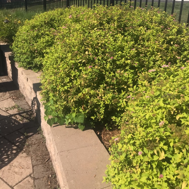 Plant image Spiraea japonica 'Goldmound'
