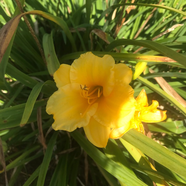 plant image 1364393