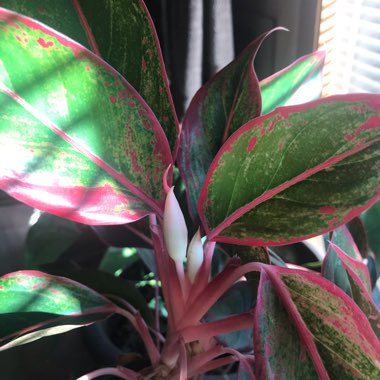 Aglaonema