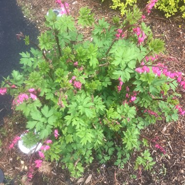 Dicentra Formosa