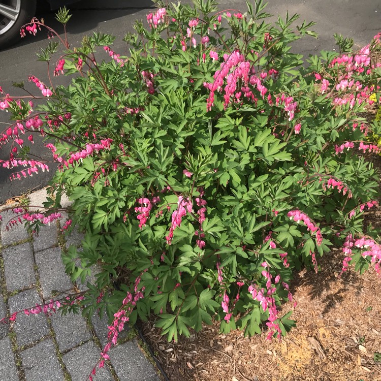 plant image 1471764 plant image 1471764