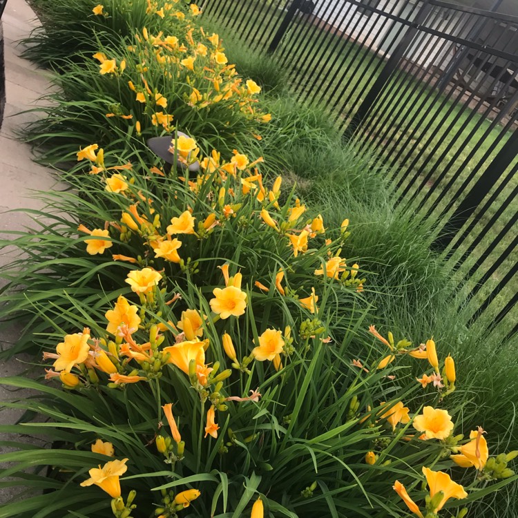 plant image 1498374