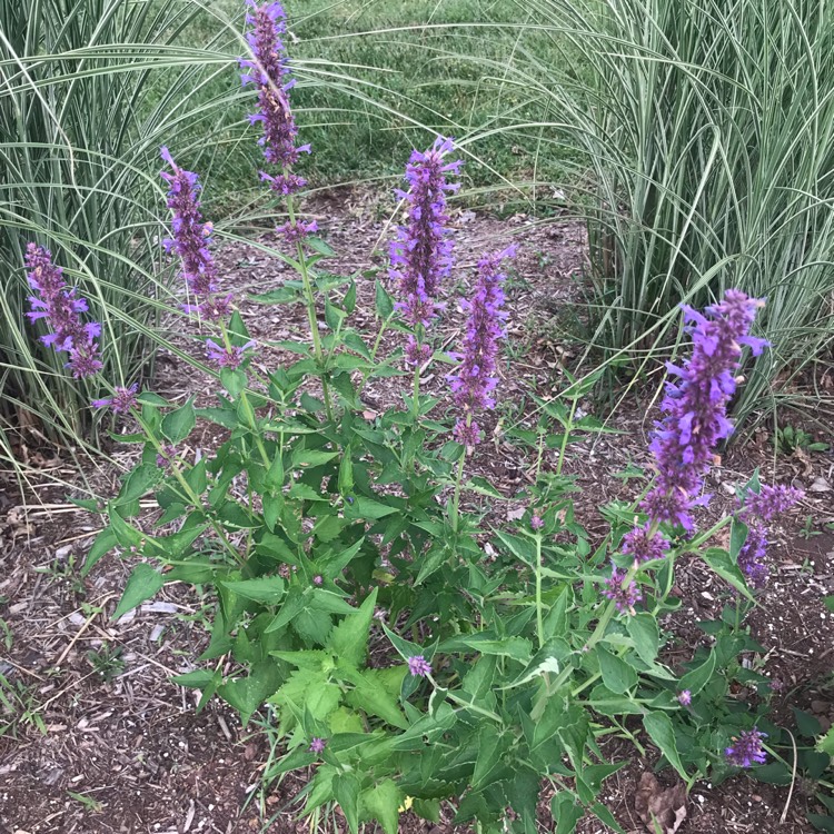plant image 1501235
