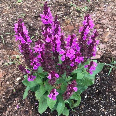 Salvia 'Rose Marvel'