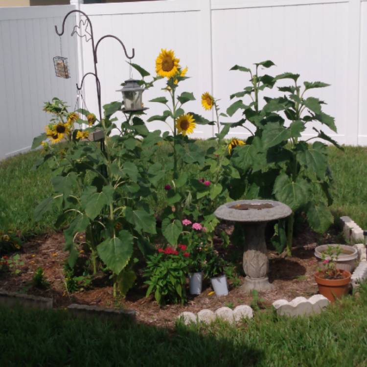 Plant image Helianthus annuus 'girasol'