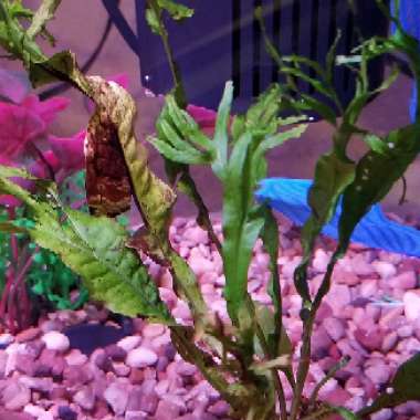 Microsorum pteropus

