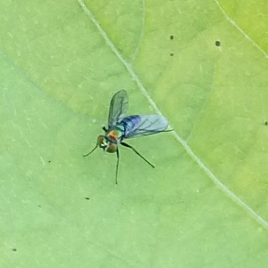 plant image 1149728