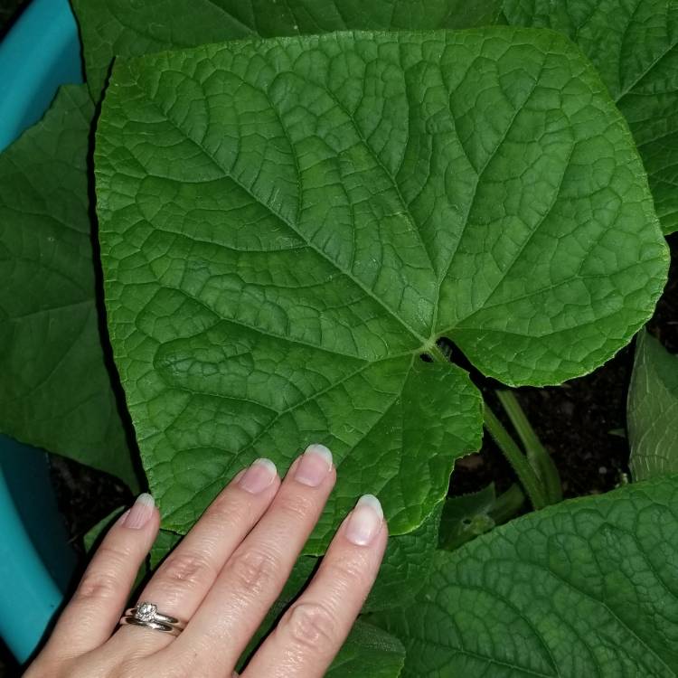 plant image 1152331