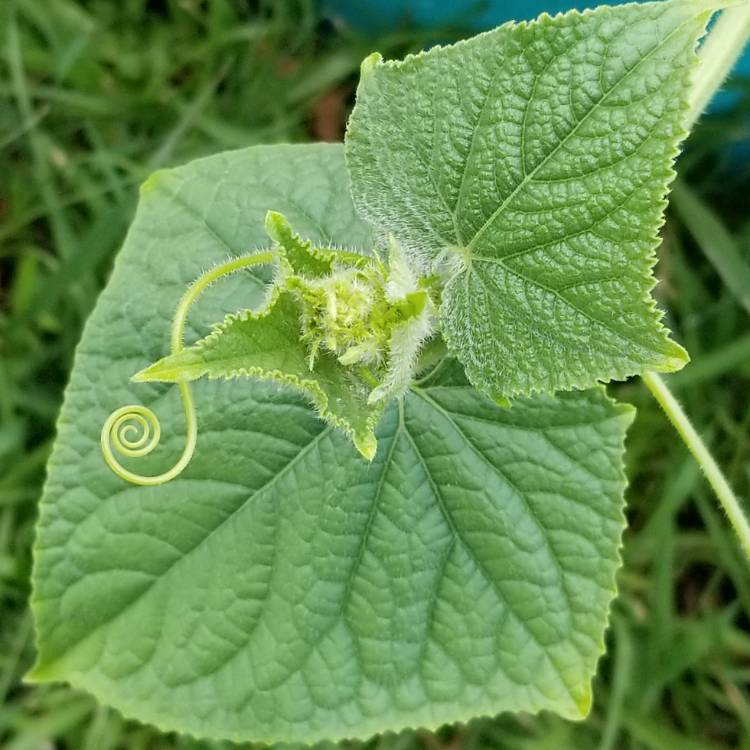 plant image 1153756