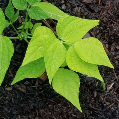 Phaseolus vulgaris