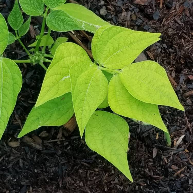 plant image 1153758