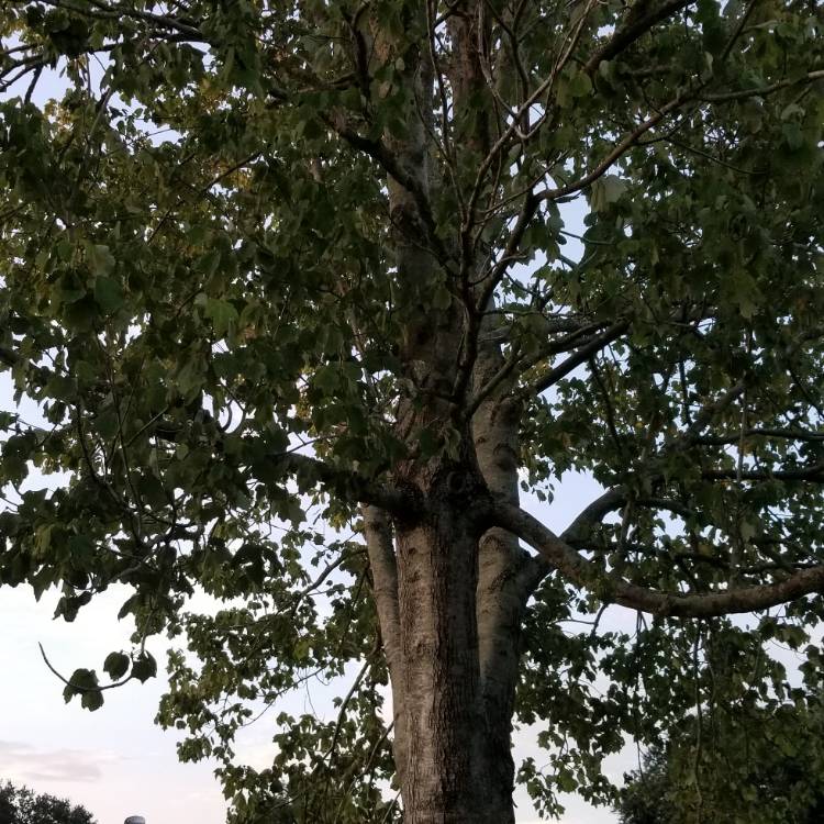 plant image 1153800