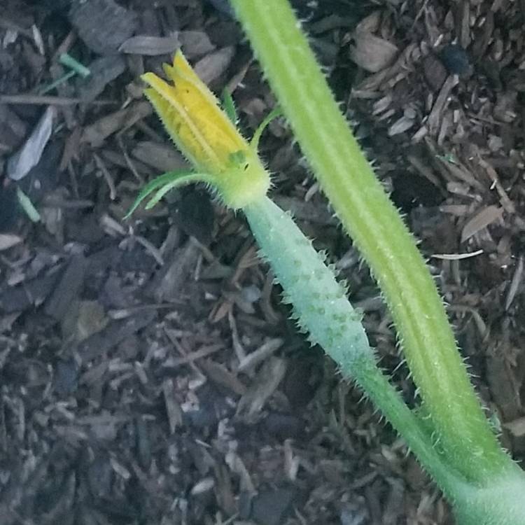 plant image 1156455