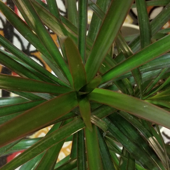 plant image 1160956 plant image 1160956