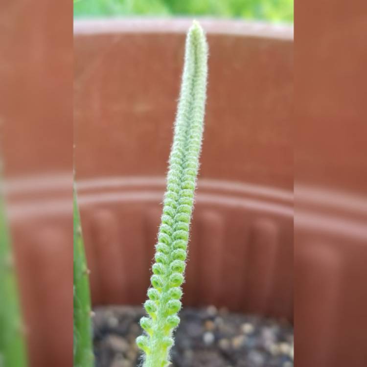 plant image 1166275 plant image 1166275