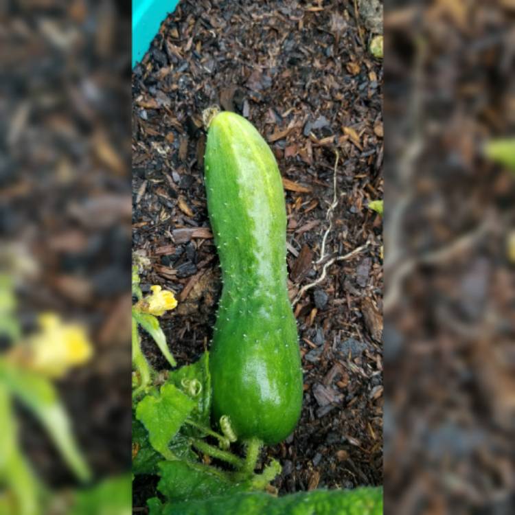 plant image 1168614