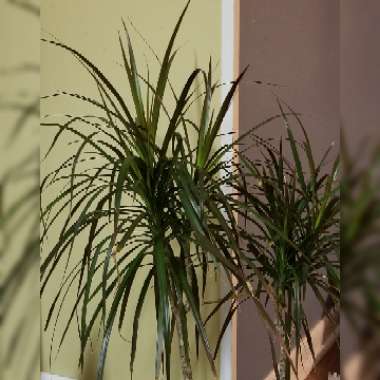Dracaena marginata