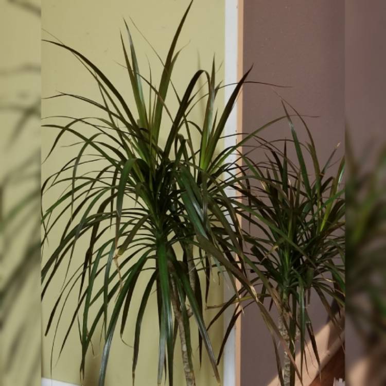 plant image 1168693 plant image 1168693