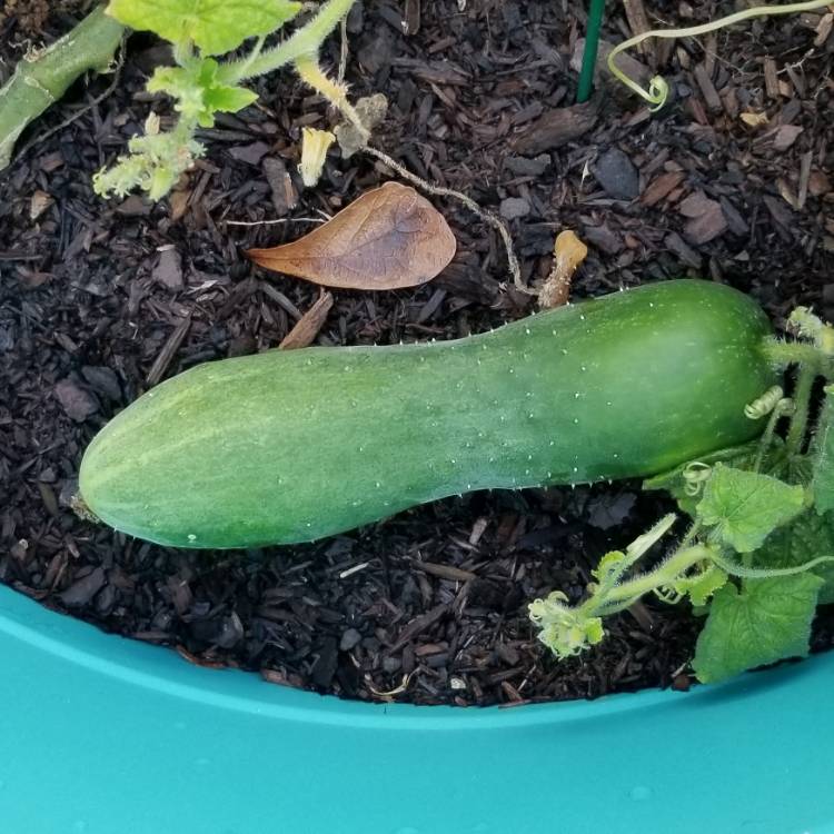 plant image 1170472