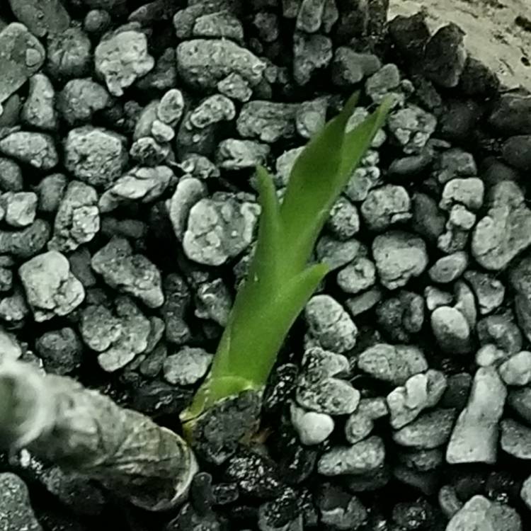 plant image 1173918