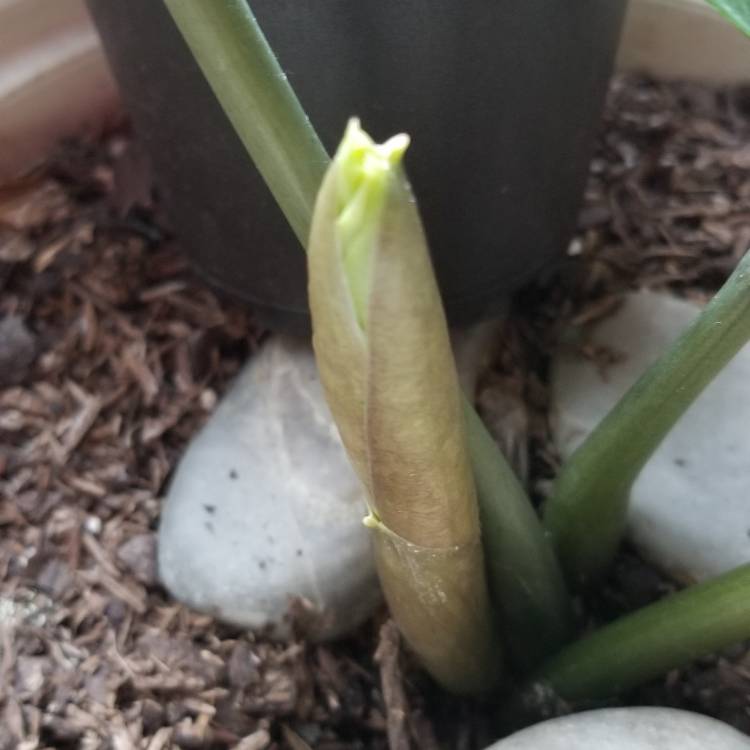 plant image 1174987 plant image 1174987