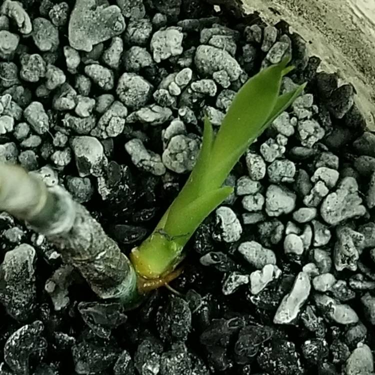 plant image 1177427