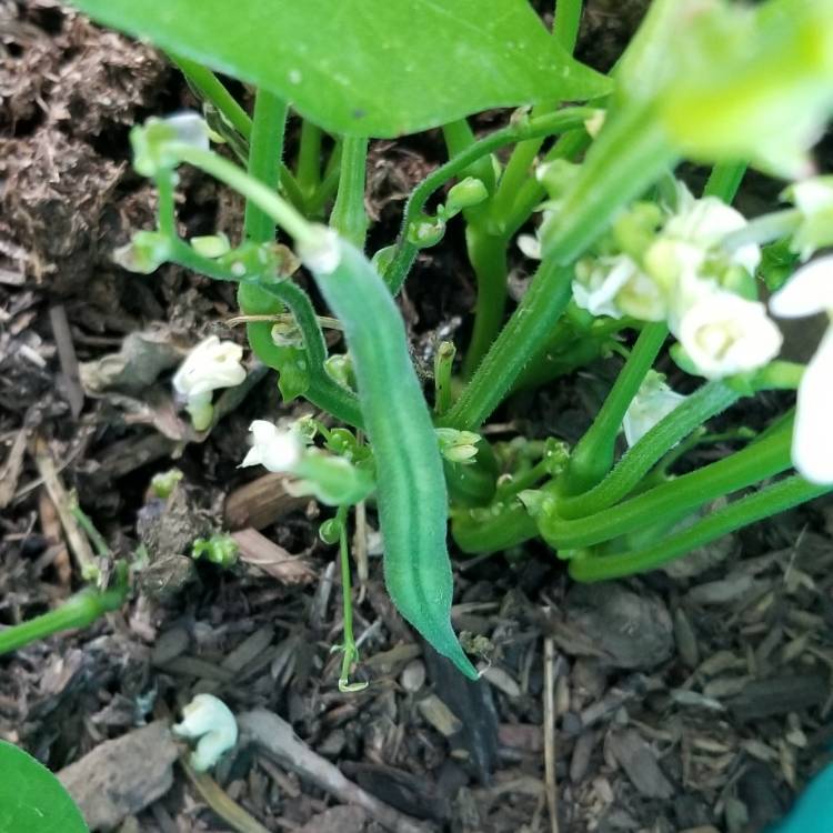 plant image 1181474