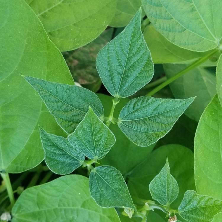 plant image 1183000