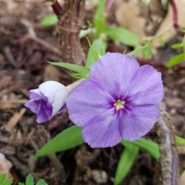 Phlox