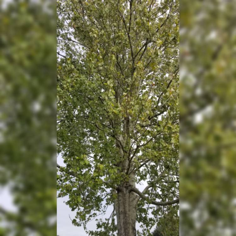 plant image 1183532