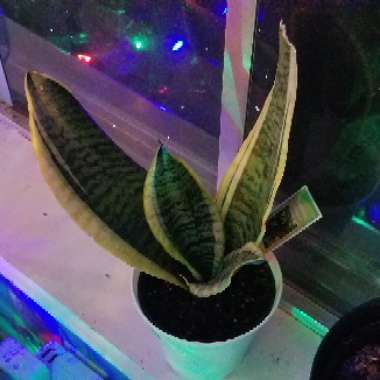 Sansevieria trifasciata var. laurentii