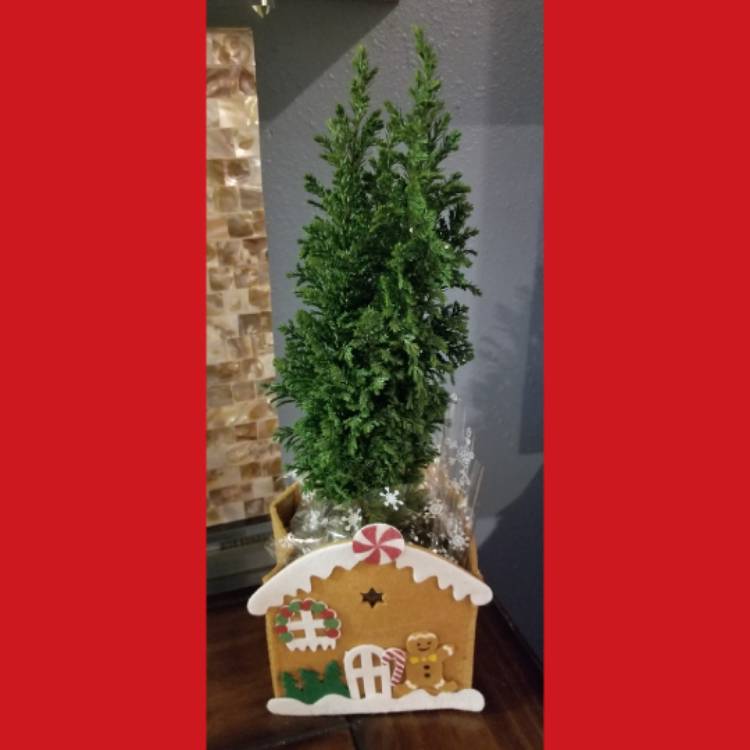 Plant image Chamaecyparis lawsoniana 'Ellwoodii'