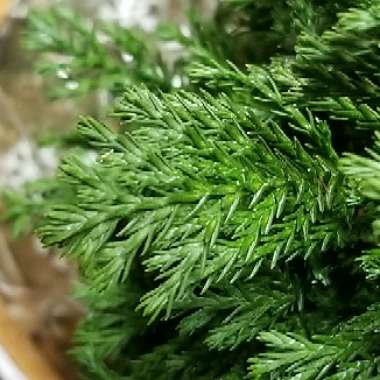 Chamaecyparis lawsoniana 'Ellwoodii'