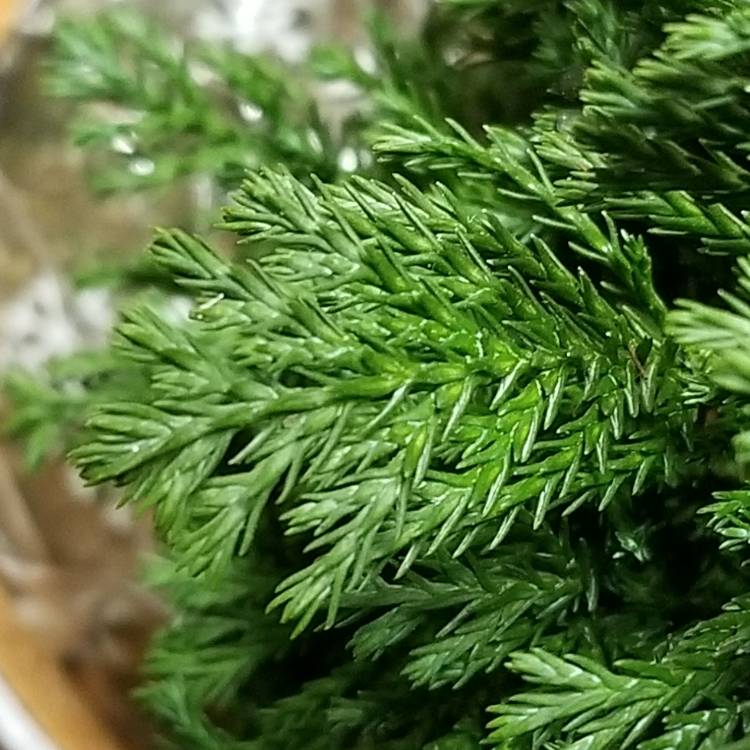 plant image 1208037