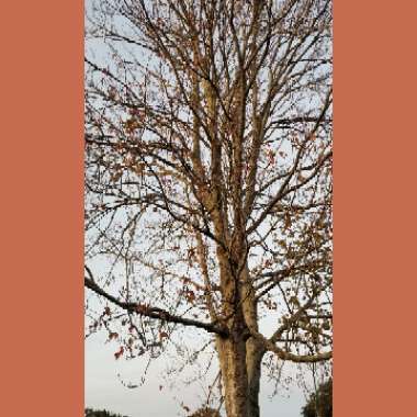Acer