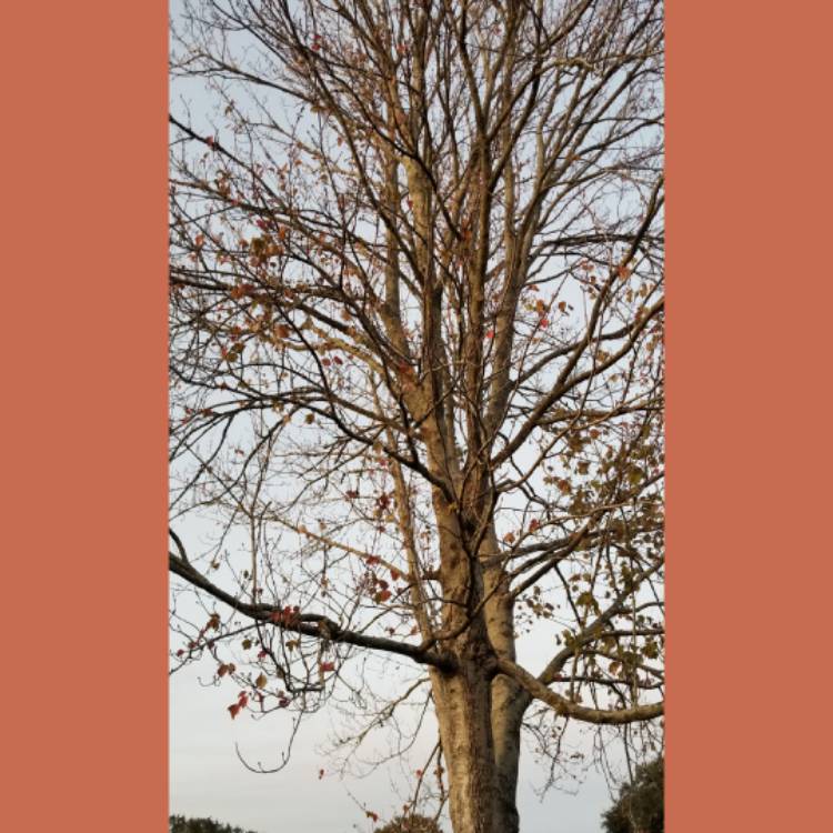 Plant image Acer