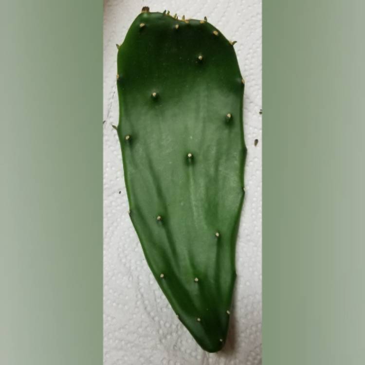 plant image 1214358