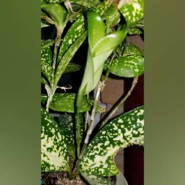 Dracaena godseffiana syn. D. surculosa 'Florida Beauty'