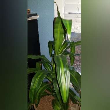 Dracaena fragrans 'Massangeana'