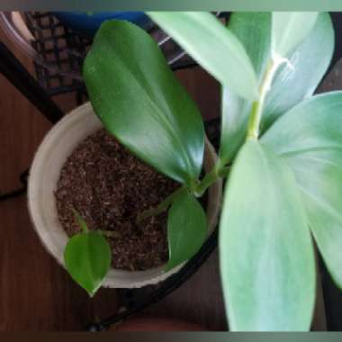 Costus arabicus 