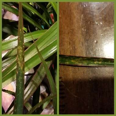 Dracaena marginata