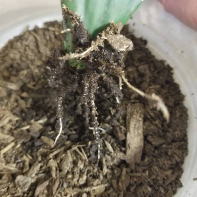 plant image 1233275